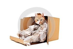 Tomcat in cardboard photo