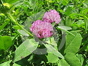 Tomcat clover Trifolium willdenovii being pollinated by a large insect photo