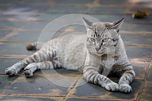 Tomcat Looking at something