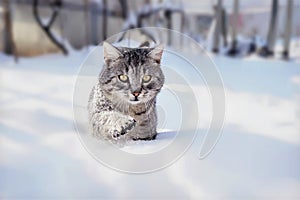 Tomcat in the snow photo