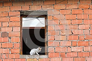 Tomcat in the window of the building from facework facework