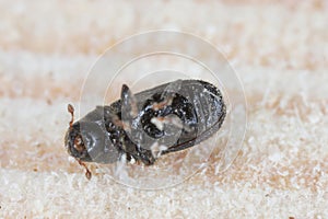 Tomicus piniperda (common pine shoot beetle). The bark beetle which is a pest of pine trees in forests