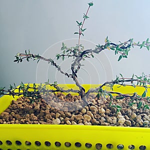 Tomillo bonsai photo