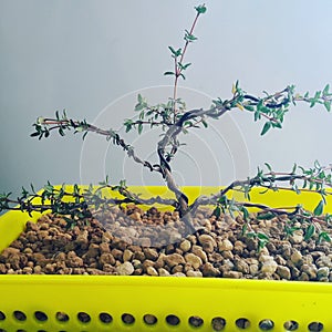 Tomillo bonsai