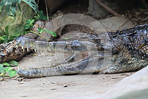 Tomistoma