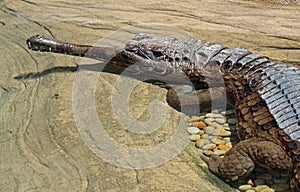 Tomistoma