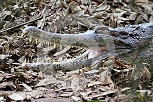 Tomistoma schlegelii