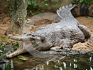 Tomistoma schlegelii