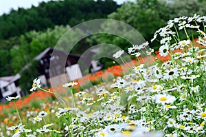 Tomita farm in June photo