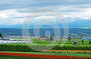 Tomita farm in June photo