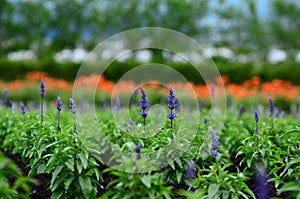 Tomita farm in June photo