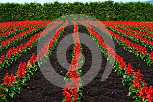 Tomita farm in June photo