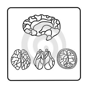 Tomographic image of the brain isolated on white background.