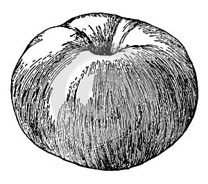 Tompkins King Apple vintage illustration