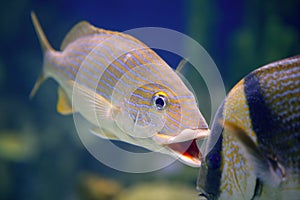 Tomtate tropical fish