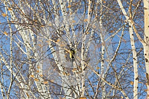 Tomtit on birch branch