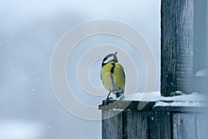 Tomtit bird photo