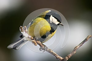 Tomtit bird