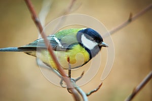 Tomtit bird