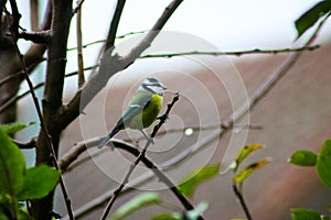 Tomtit on a branch