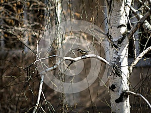 Tomtit on a branch