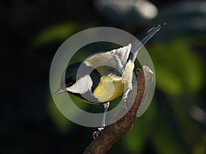 Tomtit on the branch