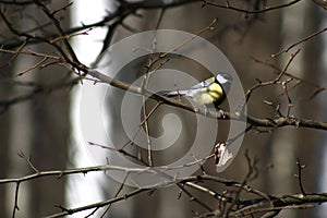 Tomtit on a branch