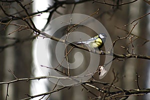 Tomtit on a branch photo