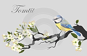 Tomtit on the cherry branch