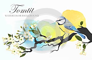 Tomtit on the cherry branch