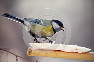 Tomtit eating fat on a birdfeeder photo