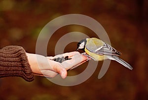 Tomtit eating seeds on a hand