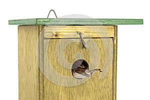 Tomtit entering wooden bird house