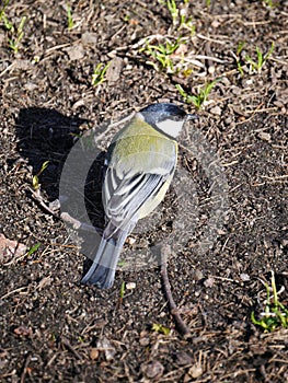 A tomtit on the grass