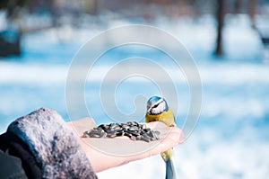 Tomtit on a hand photo