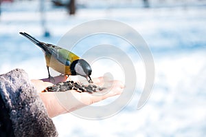 Tomtit on a hand photo