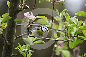 The tomtit has a caterpillar in its beak