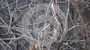 Tomtit hides in the branches