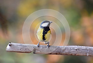 Tomtit little bird