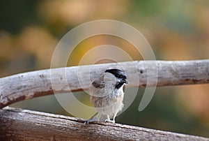 Tomtit little bird