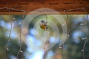 Tomtit Parus major during a cold Dutch winter