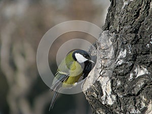 Tomtit peep in hollow photo