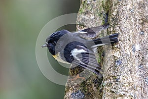 Tomtit perched on tree