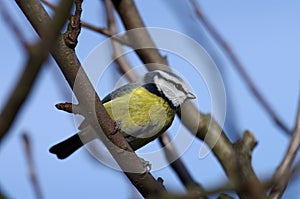 A tomtit sits on a branch