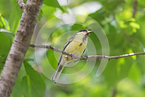 Tomtit sitting on branch of tree at summer