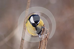 Tomtit is sitting on a broken tree branch in the winter forest.