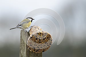 A tomtit sitting on a feeding ball with seeds. Spring time. Bright photo