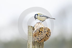 A tomtit sitting on a feeding ball with seeds. Spring time. Bright photo