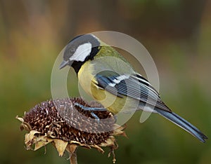 Tomtit and Sunflower