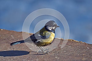 Tomtit on a tree in forest. Parus ater.